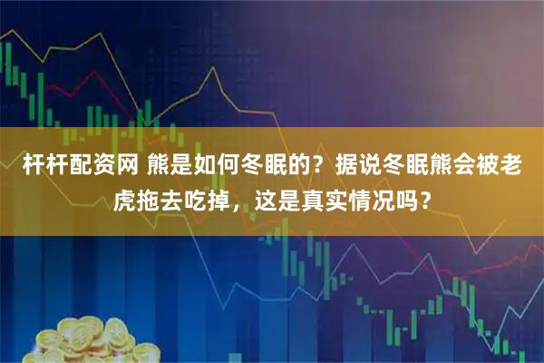 杆杆配资网 熊是如何冬眠的？据说冬眠熊会被老虎拖去吃掉，这是真实情况吗？