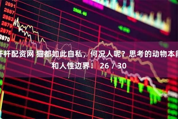 杆杆配资网 猫都如此自私，何况人呢？思考的动物本能和人性边界！ 26 / 30